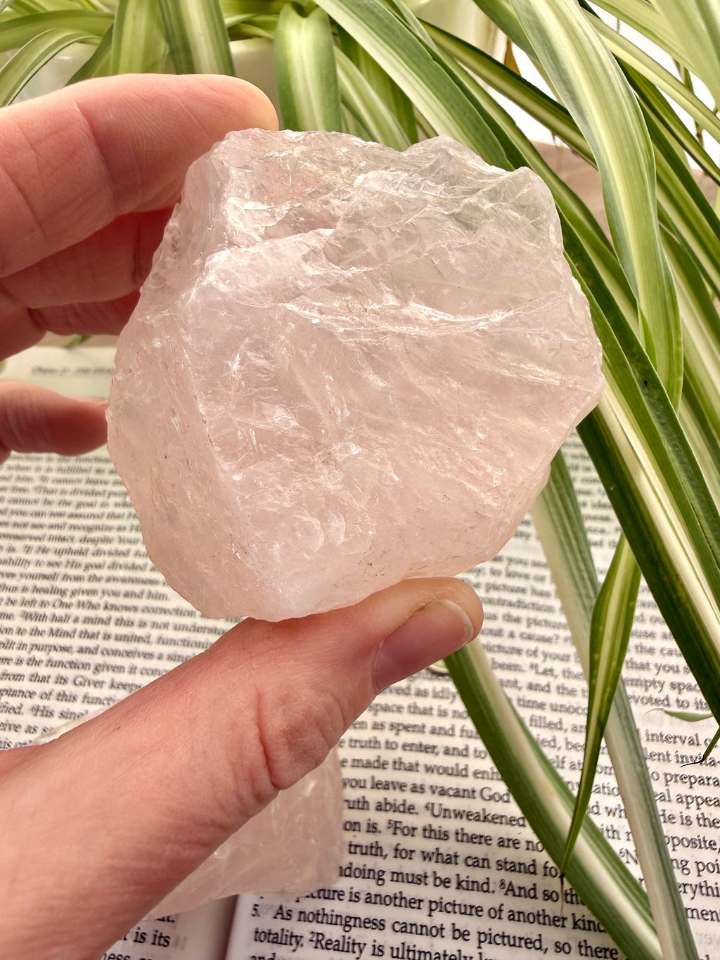 Hand holding a rose quartz crystal over a book with plants in the background