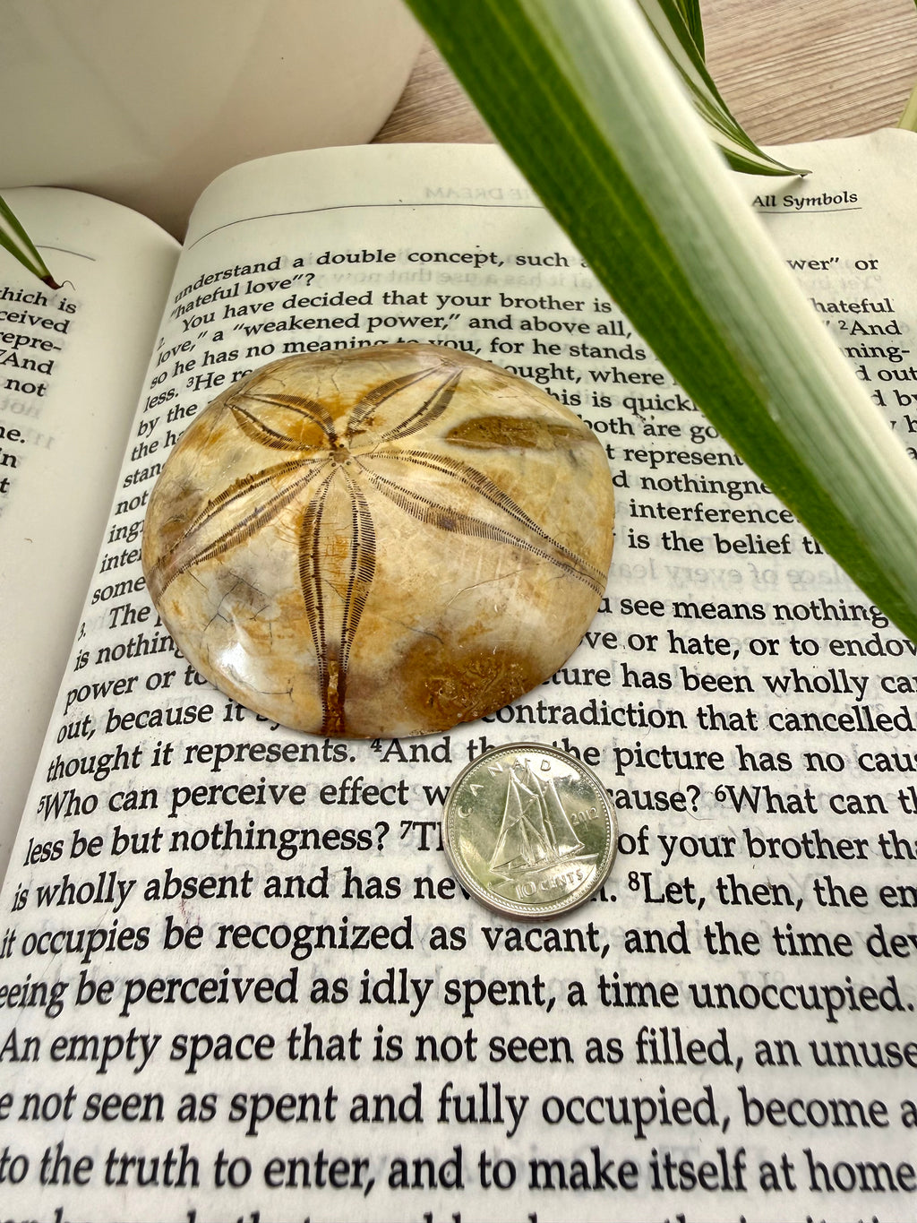 Fossilized sea urchin shell on an open book with a coin for scale
