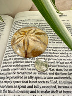 Fossilized sea urchin shell on an open book with a coin for scale
