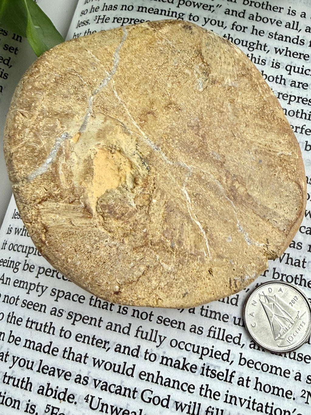 bottom of sand dollar on a piece of paper with text