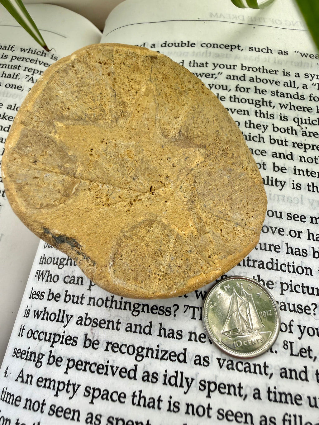 back of sand dollar on a book with a coin for scale