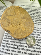 back of sand dollar on a book with a coin for scale